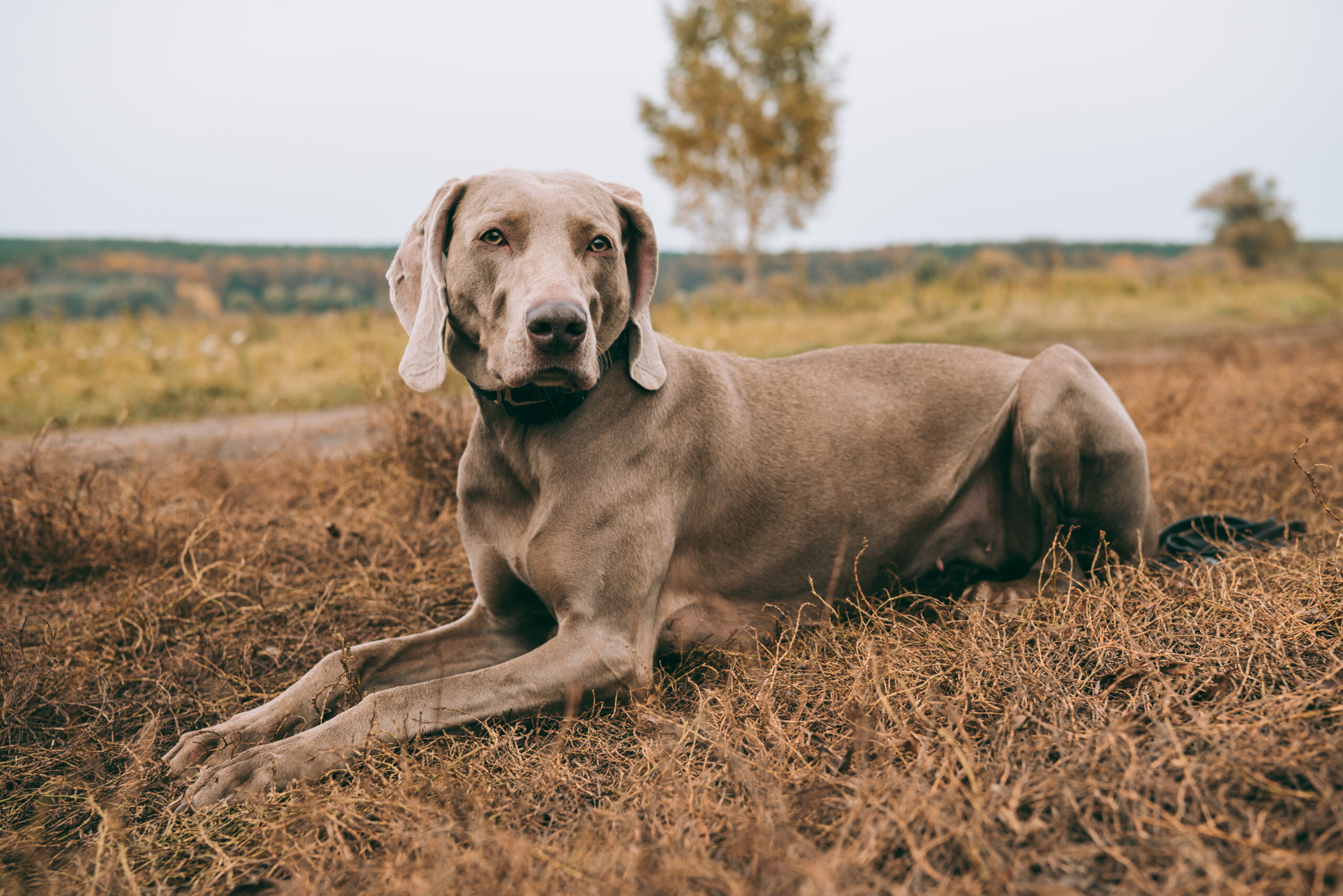 Jagdhunde