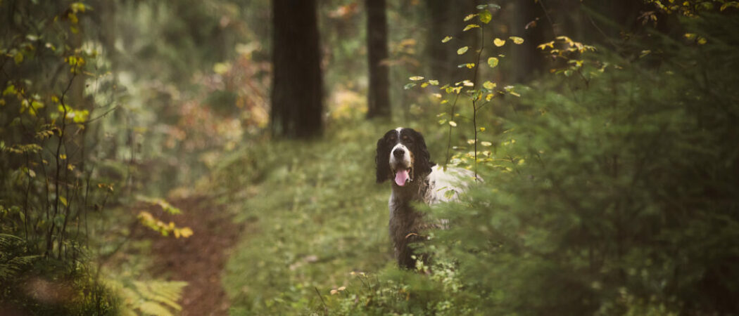 hunting_dog hunting_dog