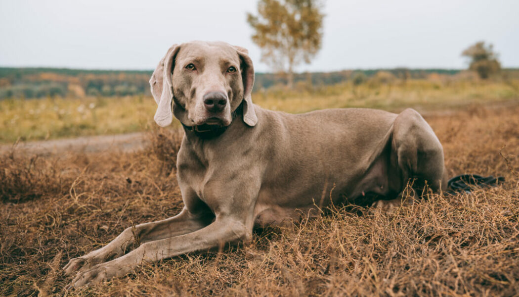 Hunting dog lying on a grass and looking at camera Hunting dog lying on a grass and looking at camera