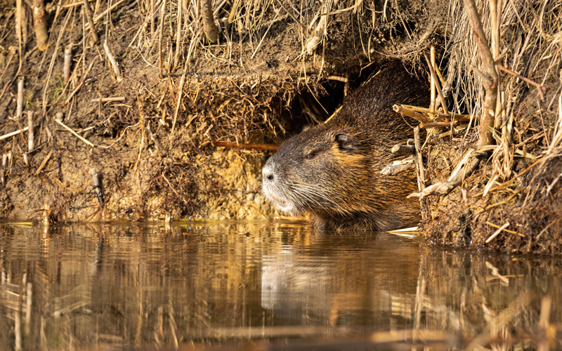 nutria