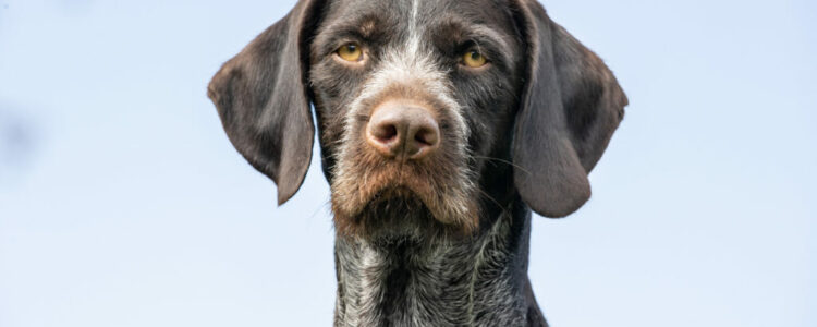 View of the rough-haired hunting dog under the blue sky View of the rough-haired hunting dog under the blue sky